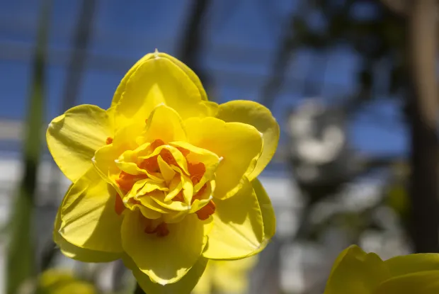 Bulb and Mum Flower Show