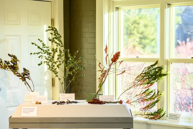 Dried plant materials on a pedastal as part of an exhibit.