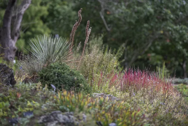 Long view of pink, green and orange plants in the rock garden.