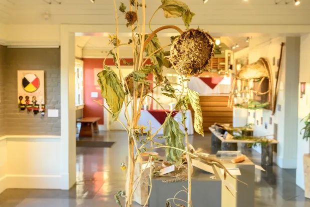 Large dried sunflower in a gallery space.