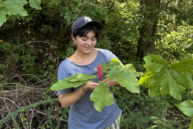 Woman with black hair tied back, baseball cap and light blue cap holding a magnolia fruit in the forest.